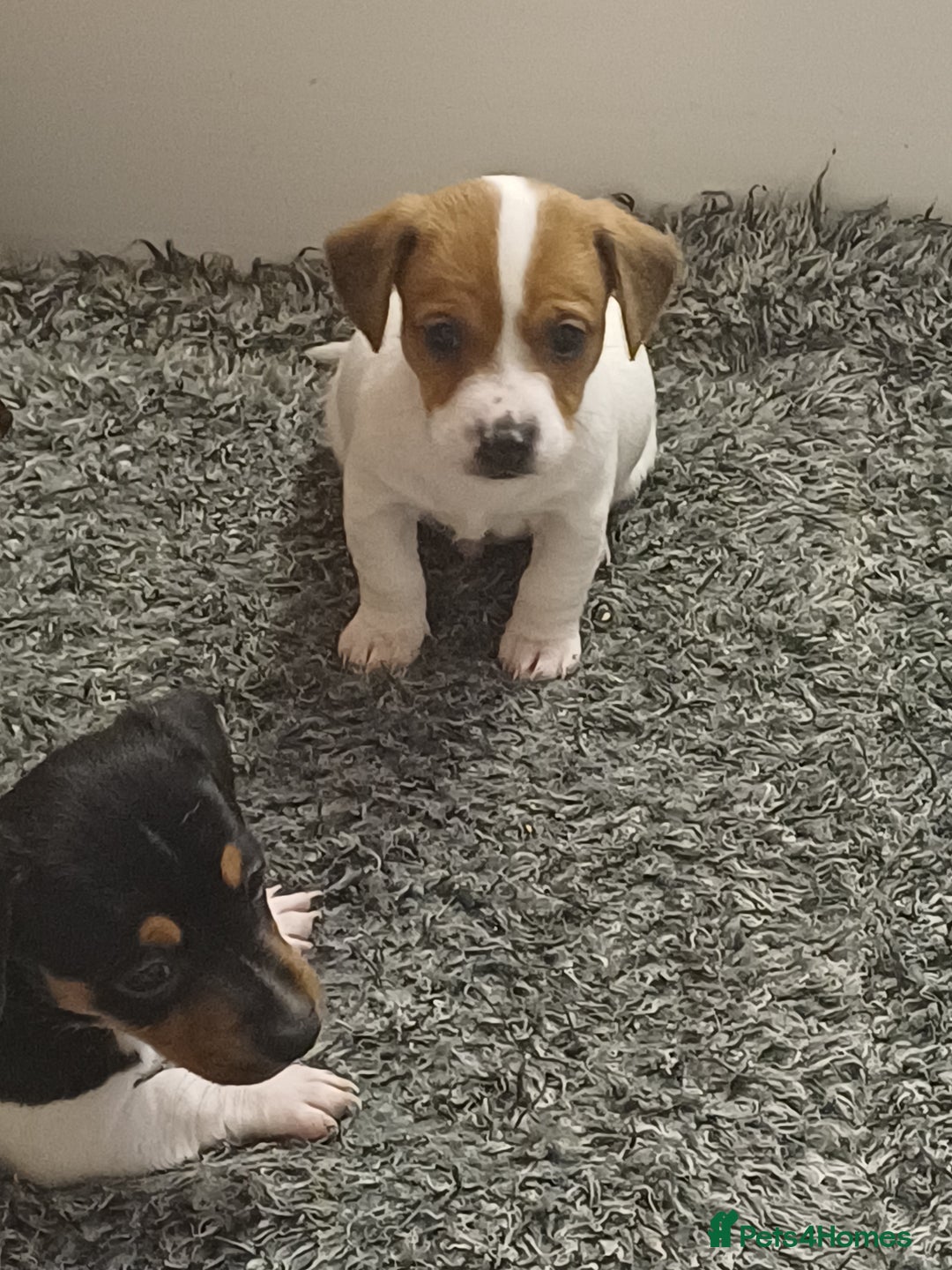 Mixed Breed dogs for sale: Jack Russell/ dachshund  - Image 7