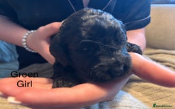 Goldendoodle dogs for sale: 12 Stunning Goldendoodles - Image 11