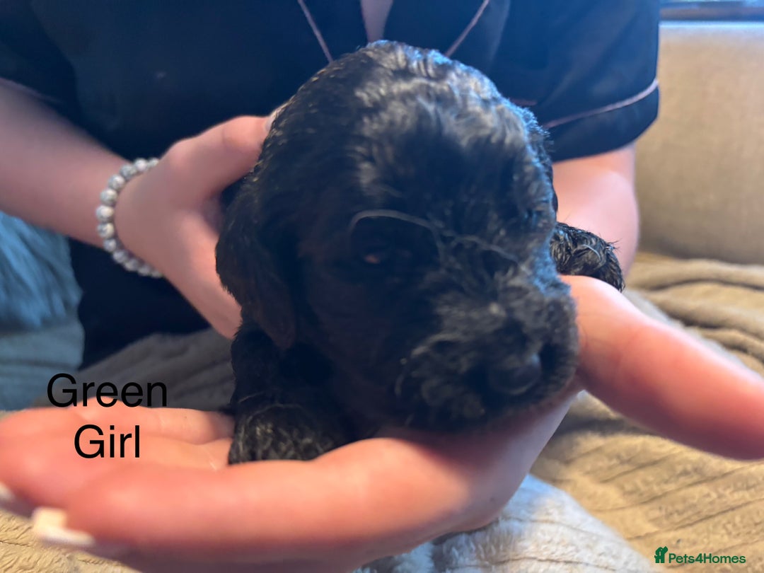 Goldendoodle dogs for sale: 12 Stunning Goldendoodles - Image 11