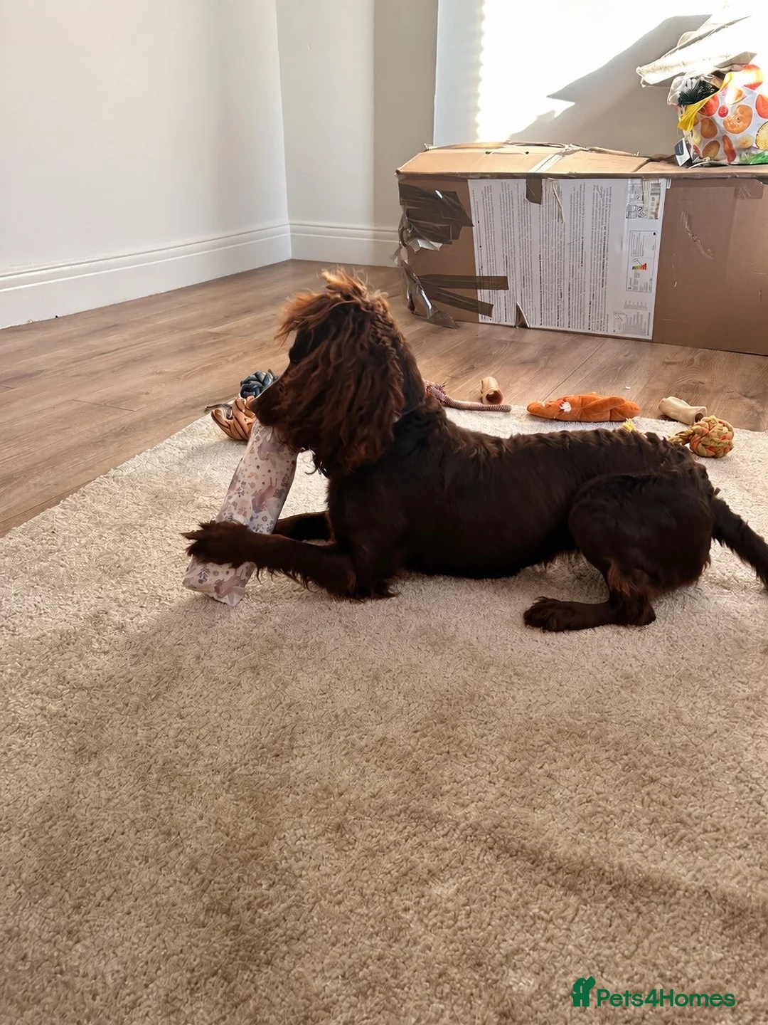 Cocker Spaniel dogs for sale: Nellie cocker spaniel 1 year old  in Stanley - Advert 2