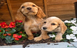 Cocker Spaniel dogs for sale: 2 beautiful working cocker spaniel pups  - Image 19