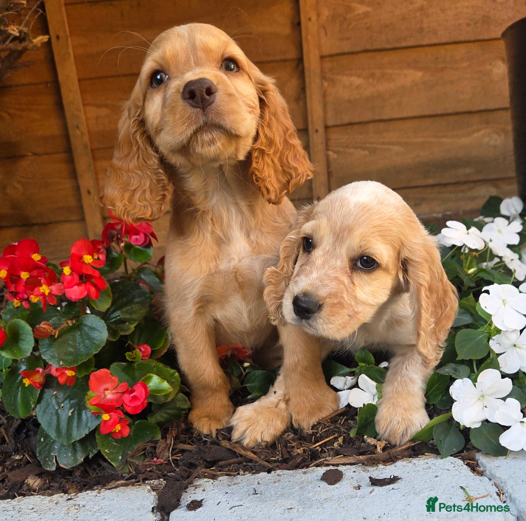 Cocker Spaniel dogs for sale: 2 beautiful working cocker spaniel pups  - Image 19