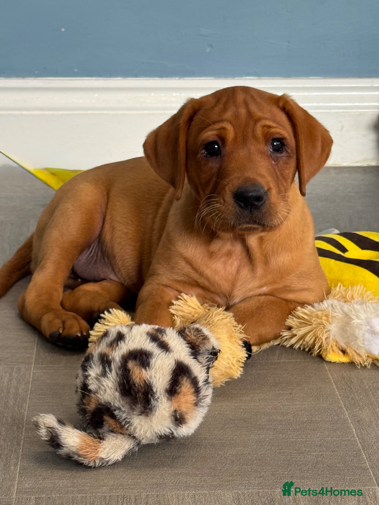 Labrador Retriever dogs Wonderful KC Litter Fox Red Labradors  - Advert 2