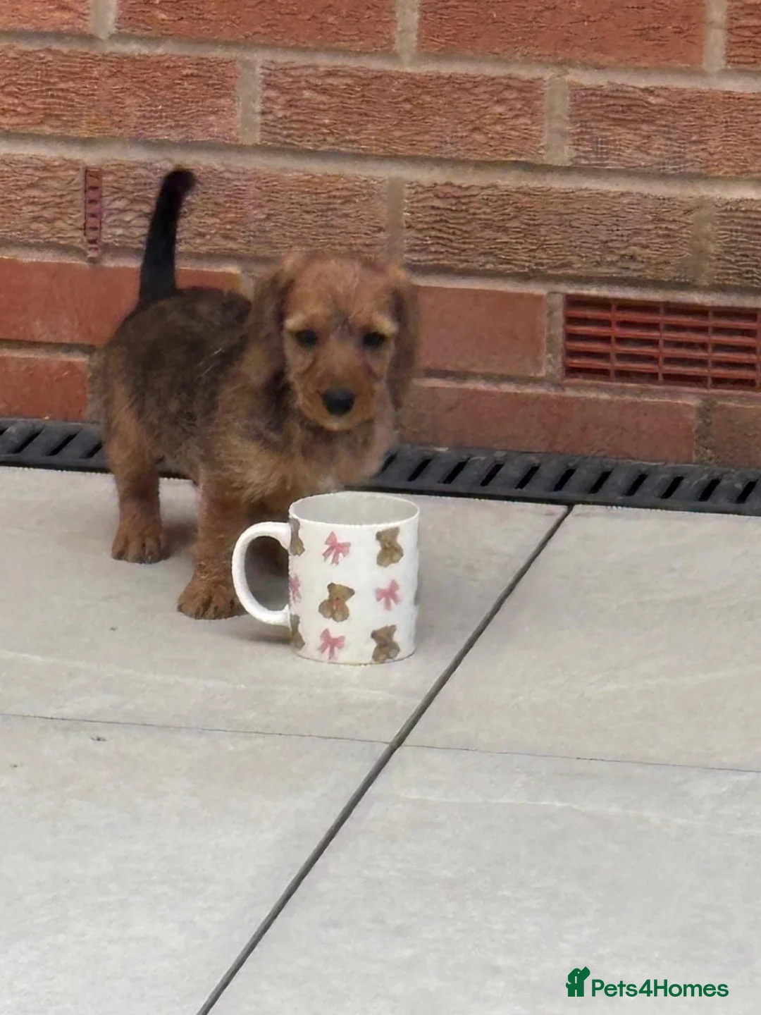 Doxiepoo dogs for sale: Doxipoo  - Advert 2