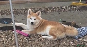 Japanese Akita Inu dogs Stunning Male puppies  - Advert 8