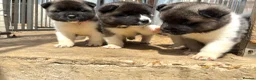 Akita dogs for sale: KC Reg American Akita puppies - Advert 11