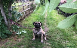 Presa Canario dogs for stud: STUD DOG presa canario pedigree reverse brindle - Image 6
