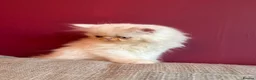 Persian cats for sale: Odd eyed male kitten  - Advert 19