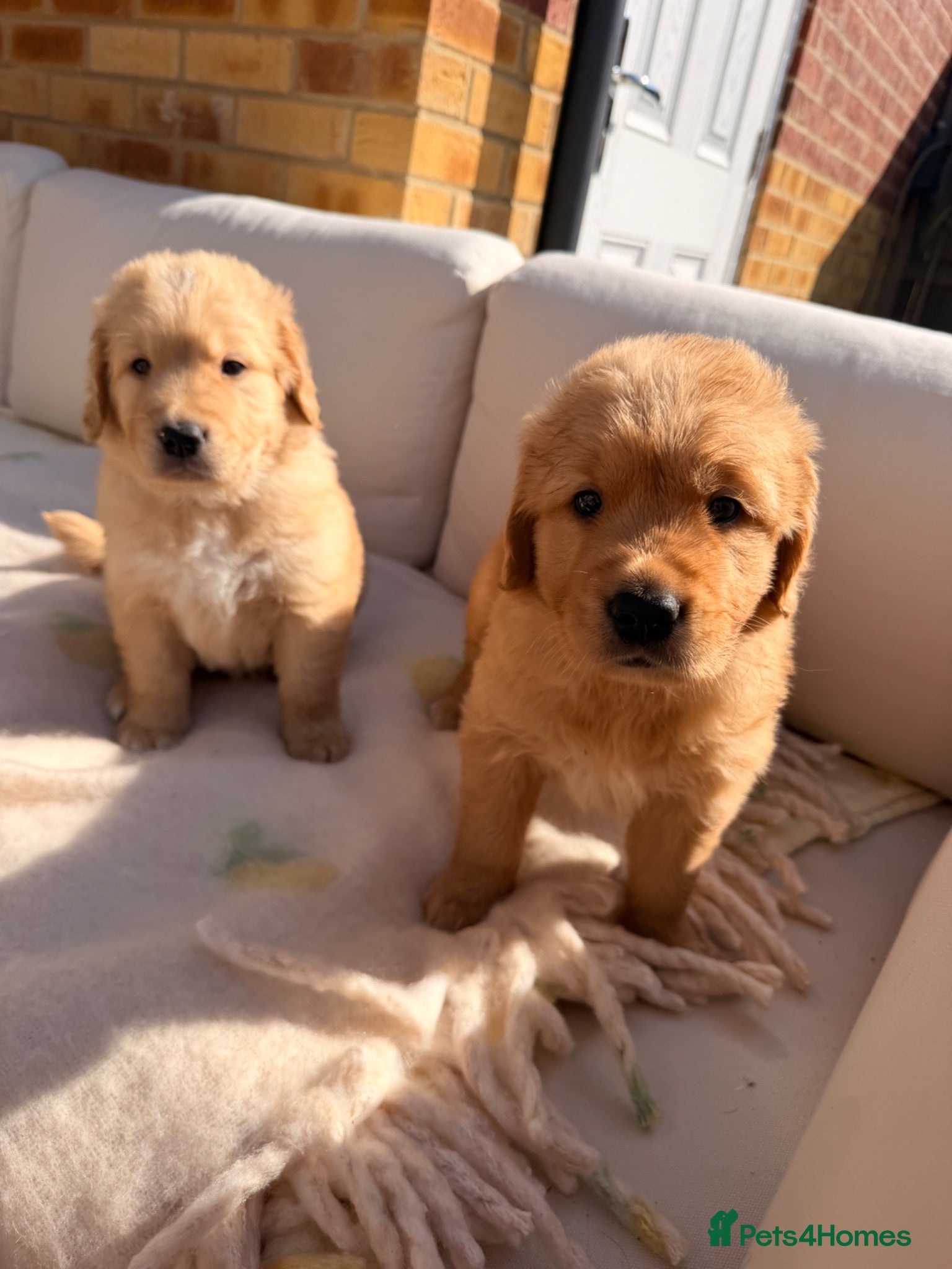 Golden Retriever dogs 2 beautiful golden boys left!✨🐾 - Advert 7