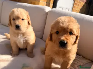 Golden Retriever dogs 2 beautiful golden boys left!✨🐾 - Advert 7
