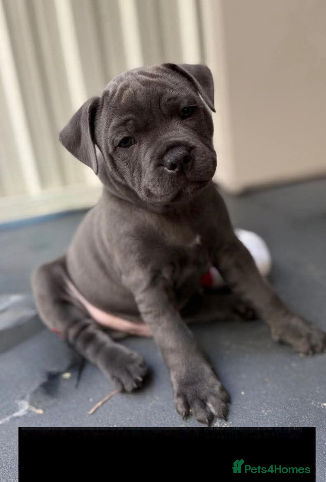 Staffordshire Bull Terrier dogs for sale: Healthy Favoured Blue Staffys for sale.  - Image 8