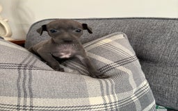 Italian Greyhound dogs for sale: Italian greyhound puppies  - Image 8