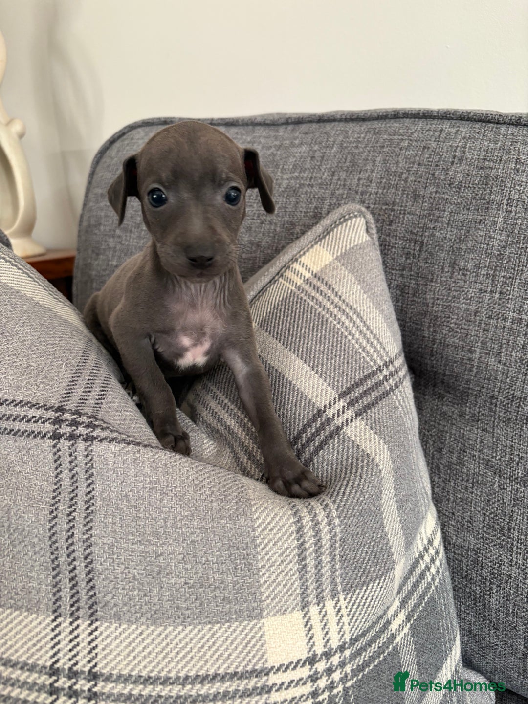 Italian Greyhound dogs for sale: Italian greyhound puppies  - Image 8