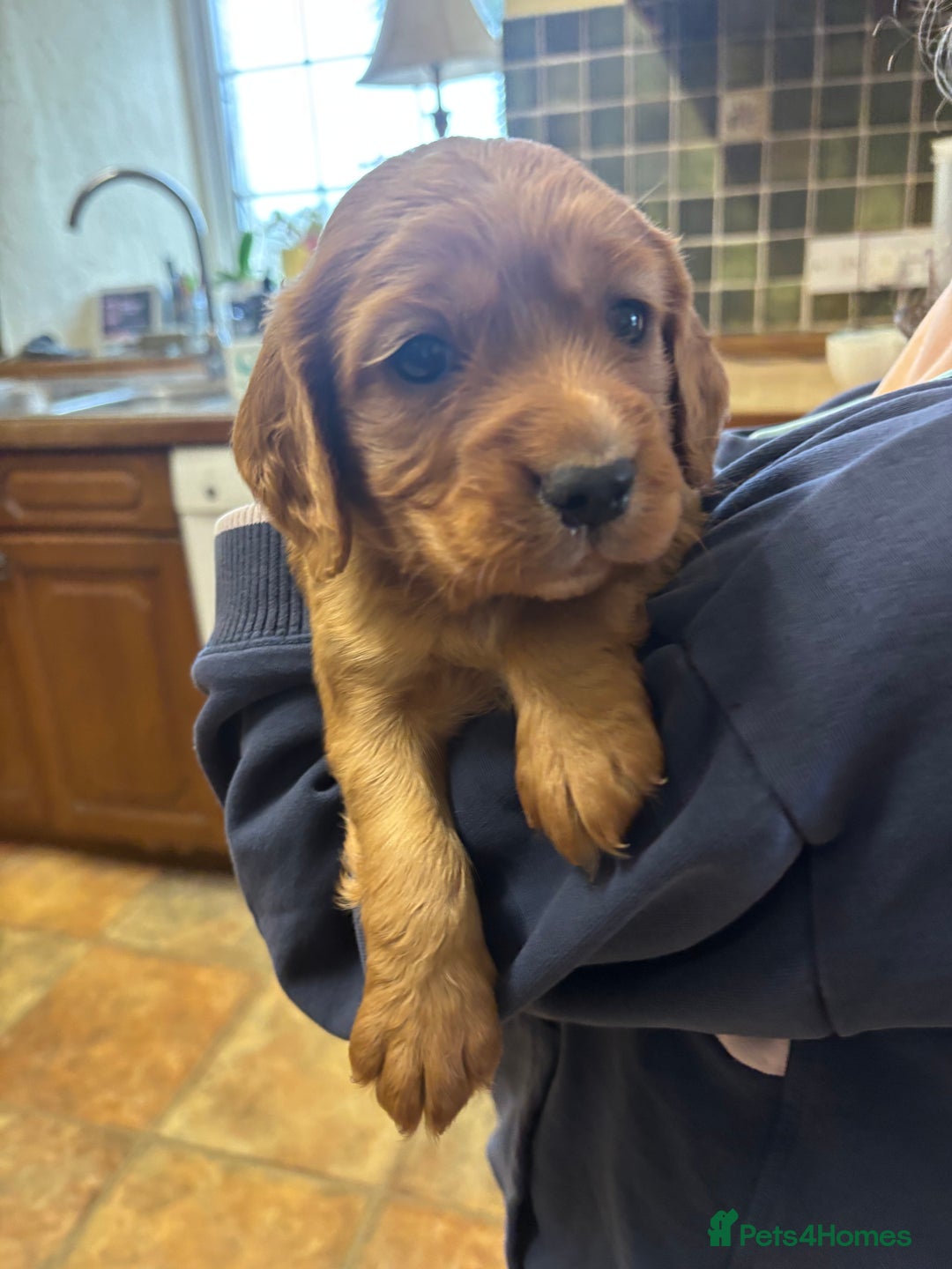 Cocker Spaniel dogs for sale: Cocker spaniel puppies for sale - Advert 14