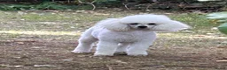 Miniature Poodle dogs for sale: Miniature Poodles - Advert 1