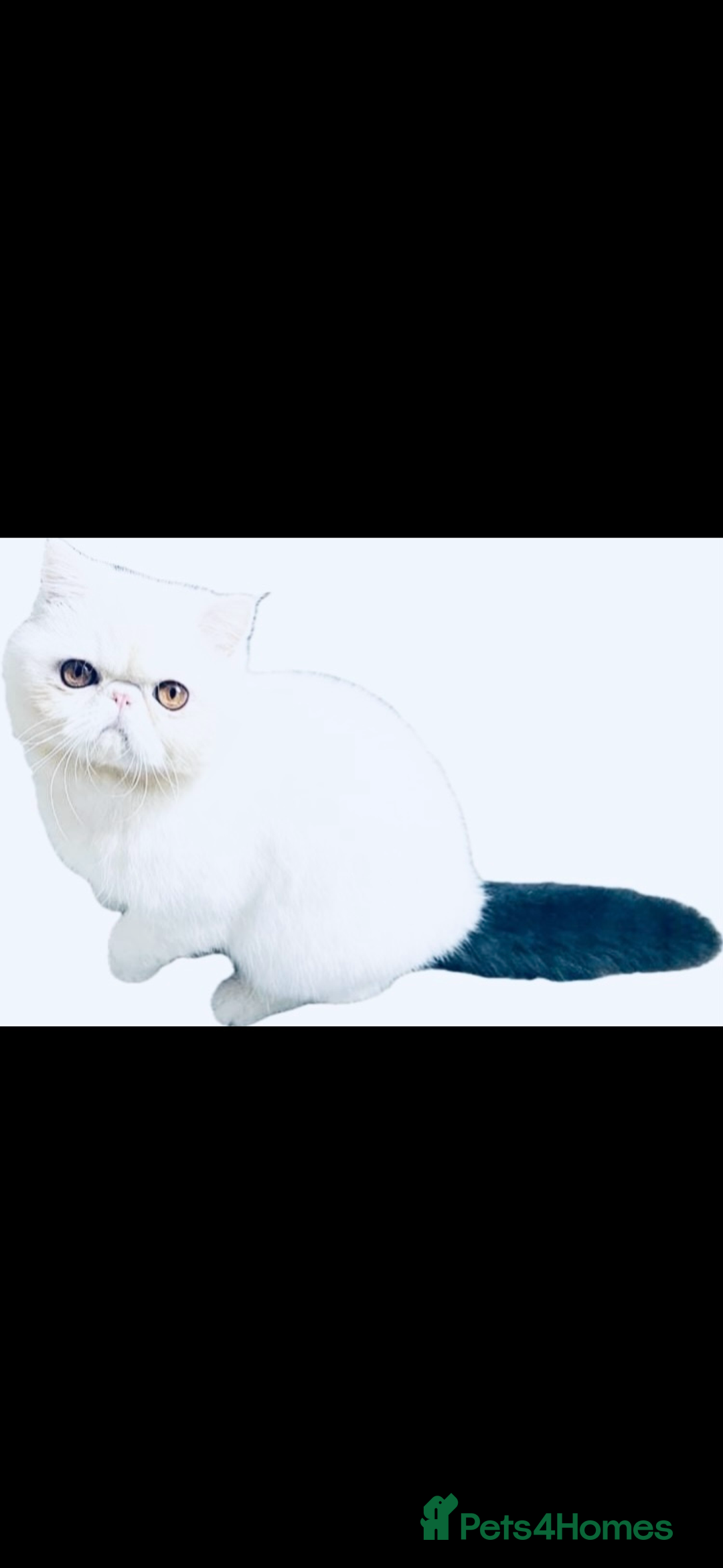 Exotic cats for sale: 🏆PREMIUM QUALITY KITTENS🏆 - Image 20