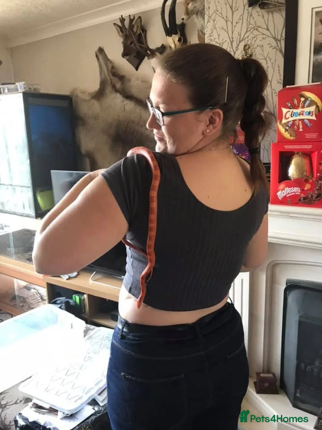 Corn Snake reptiles for sale: Cornsnake & Set up - Advert 7