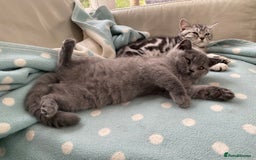 British Shorthair cats for sale: British Blue kittens  - Image 4