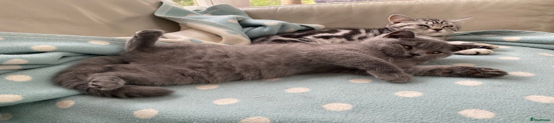 British Shorthair Kitten 1