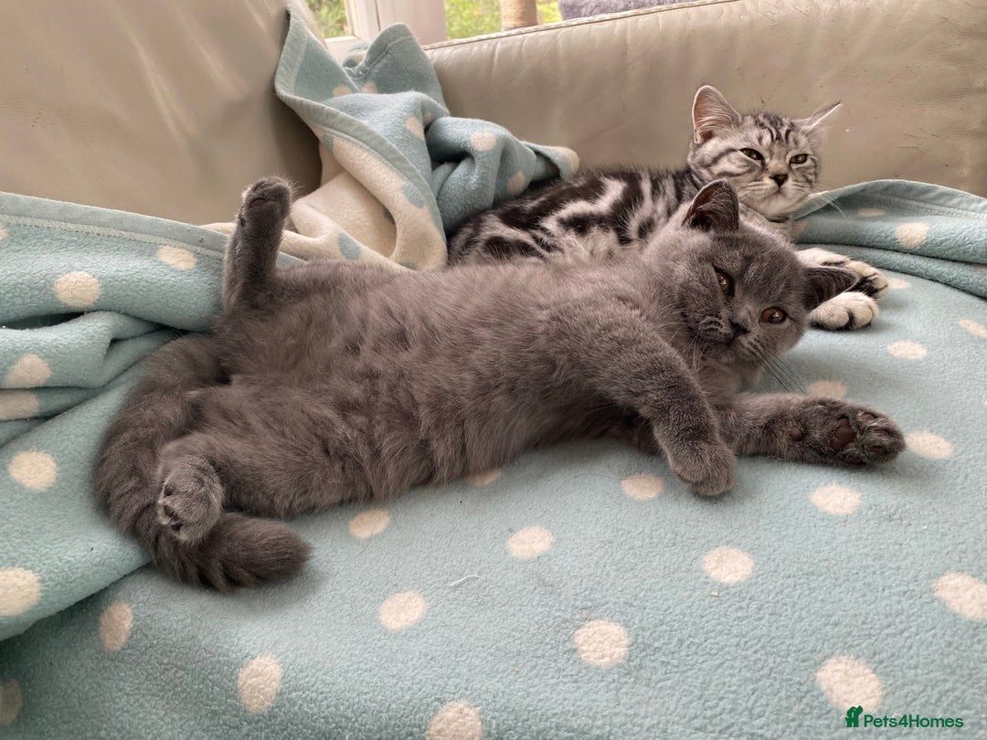 British Shorthair cats for sale: British Blue kittens  - Image 4