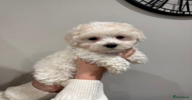 Maltipoo dogs - Advert 1