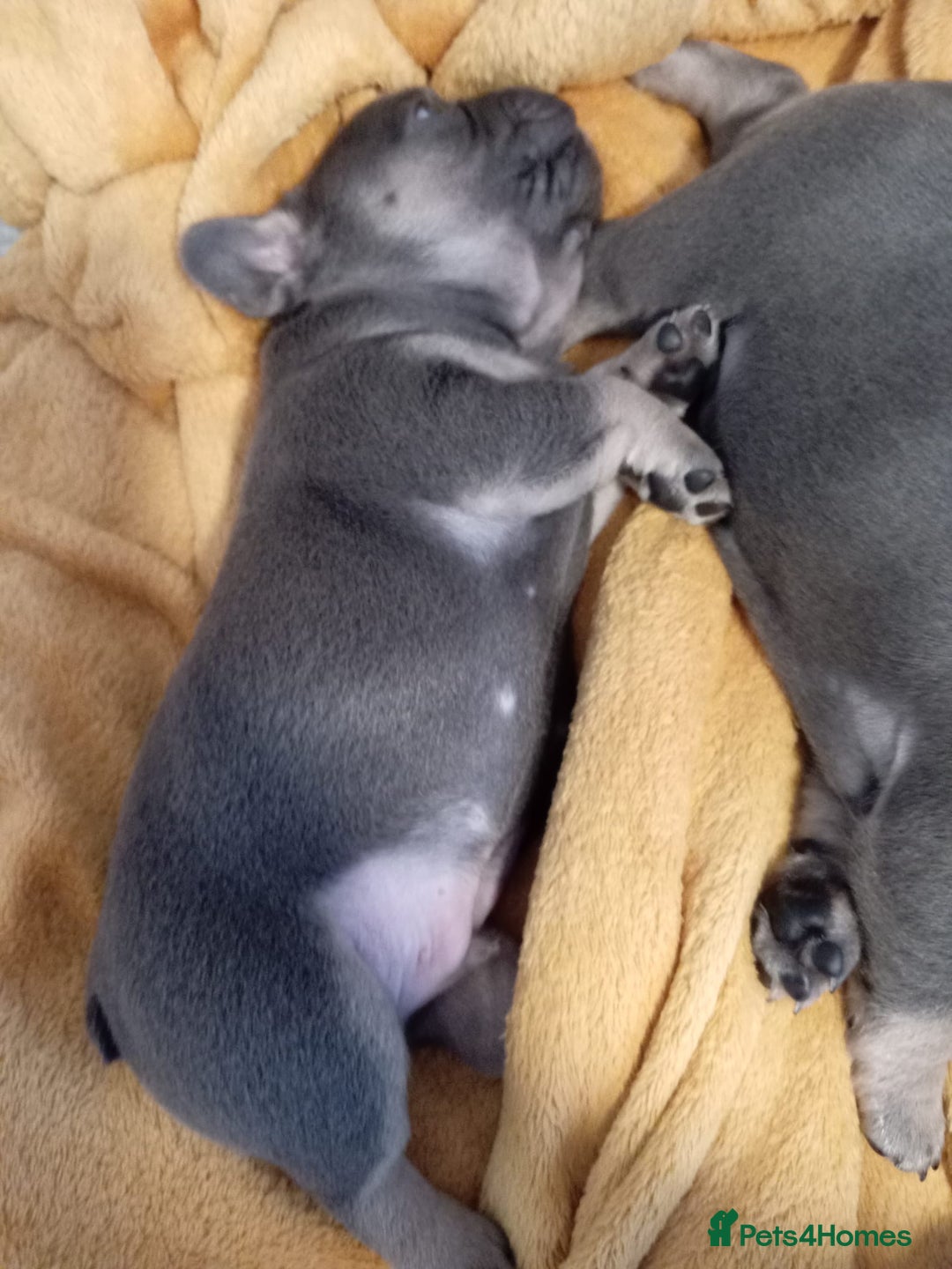 French Bulldog dogs for sale: 🐾 Adorable French Bulldog Puppies for Sale 🐾 - Image 13