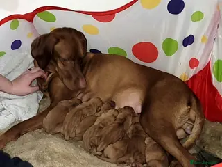 Hungarian Vizsla dogs Hungarian vizsla puppies - Advert 4