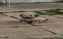 Havanese dogs for sale: Havanese - Image 3