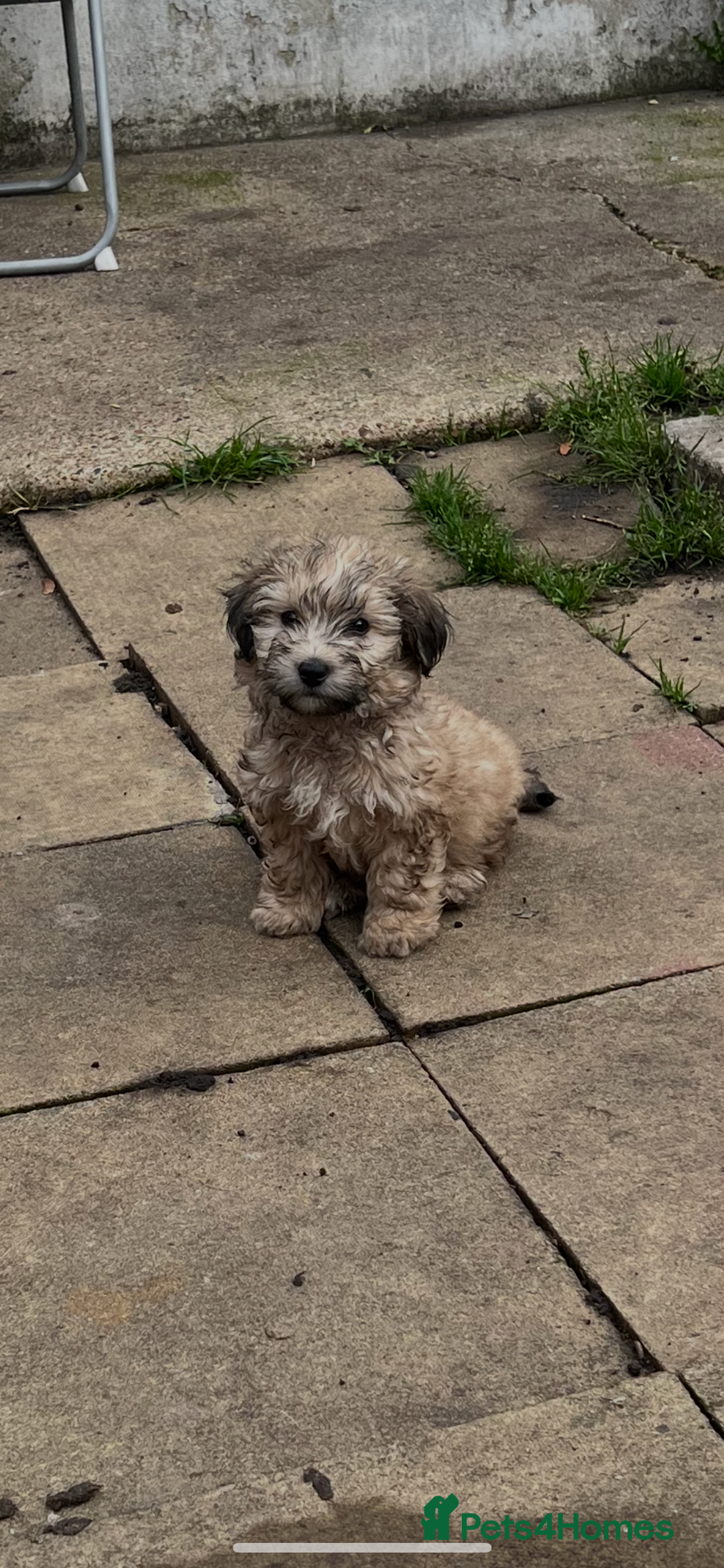 Havanese dogs for sale: Havanese - Image 3