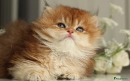 British Longhair cats for sale: Last Golden Chinchilla ny12 LH kitty - Image 16