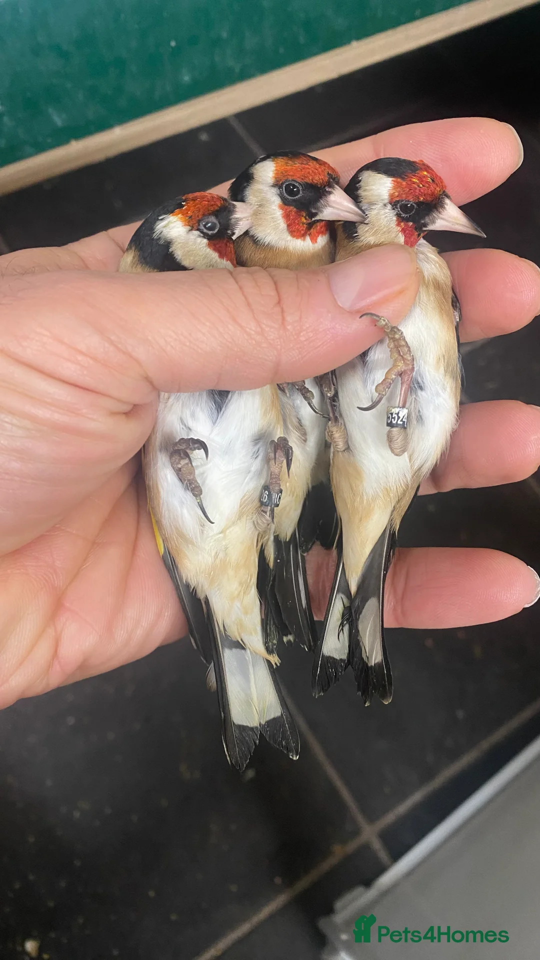 Finches birds for sale: BBC ring mae goldfinches available  - Advert 3