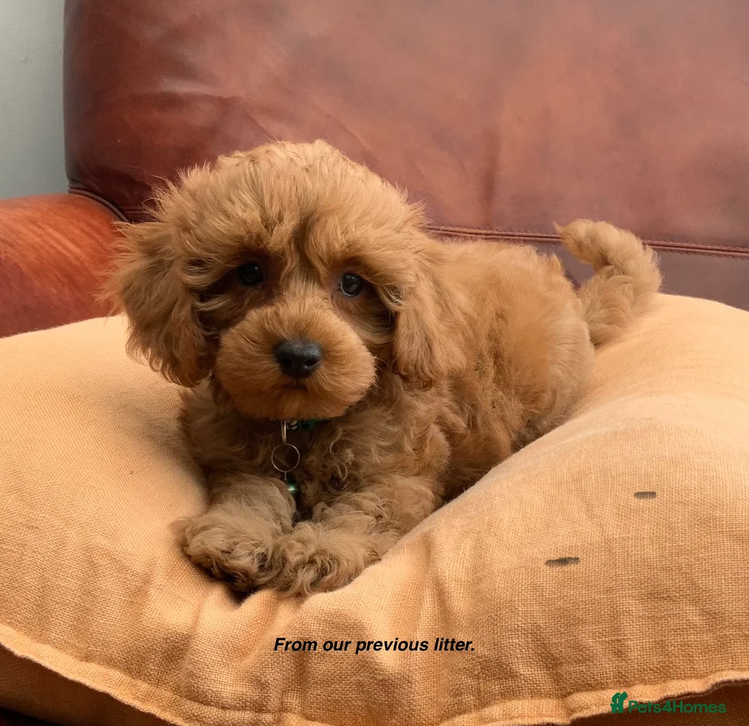 Maltipoo dogs for sale: MALTIPOO PUPPIES 5 STAR LICENSED BREEDER  - Advert 1
