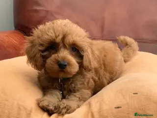 Maltipoo dogs MALTIPOO PUPPIES 5 STAR LICENSED BREEDER - Advert 1