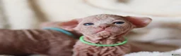 Sphynx cats for sale: Beautiful Pedigree Sphynx Kittens  - Advert 5