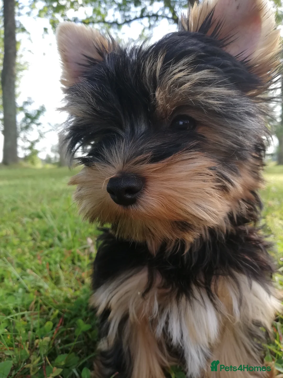 Yorkshire Terrier dogs for stud: Outstanding Yorkshire terrier for STUD only in Hull - Advert 17
