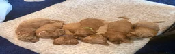 Cavapoo dogs for sale: Gorgeous Cavapoo Puppies 5girls 2boys  - Advert 33