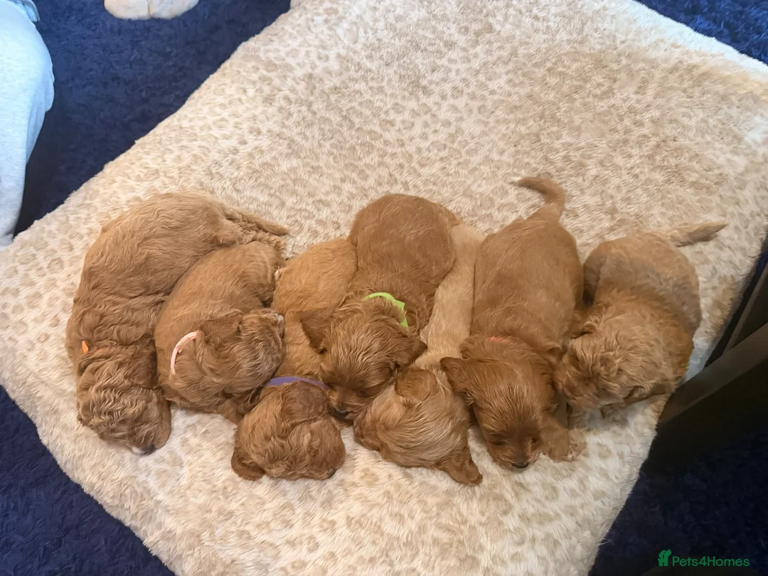 Cavapoo dogs for sale: Gorgeous Cavapoo Puppies 5girls 2boys  - Advert 33
