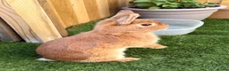 Netherland Dwarf rabbits for sale: Male netherland dwarf needing a loving home - Advert 2
