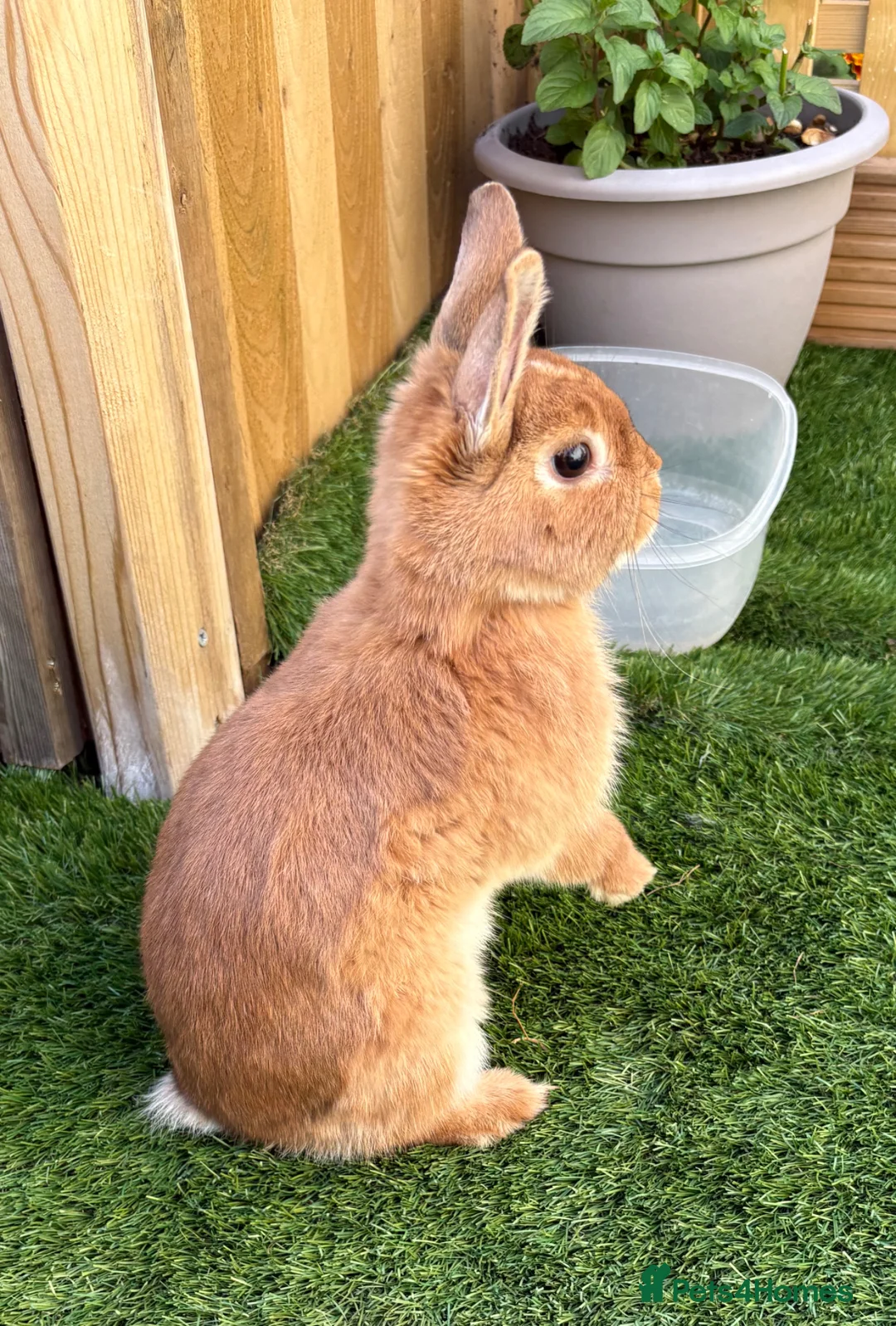 Netherland Dwarf rabbits for sale: Male netherland dwarf needing a loving home - Advert 2