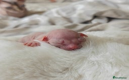 Sphynx cats for sale: Pedigree Sphynx Kitten in Bedford - Image 3