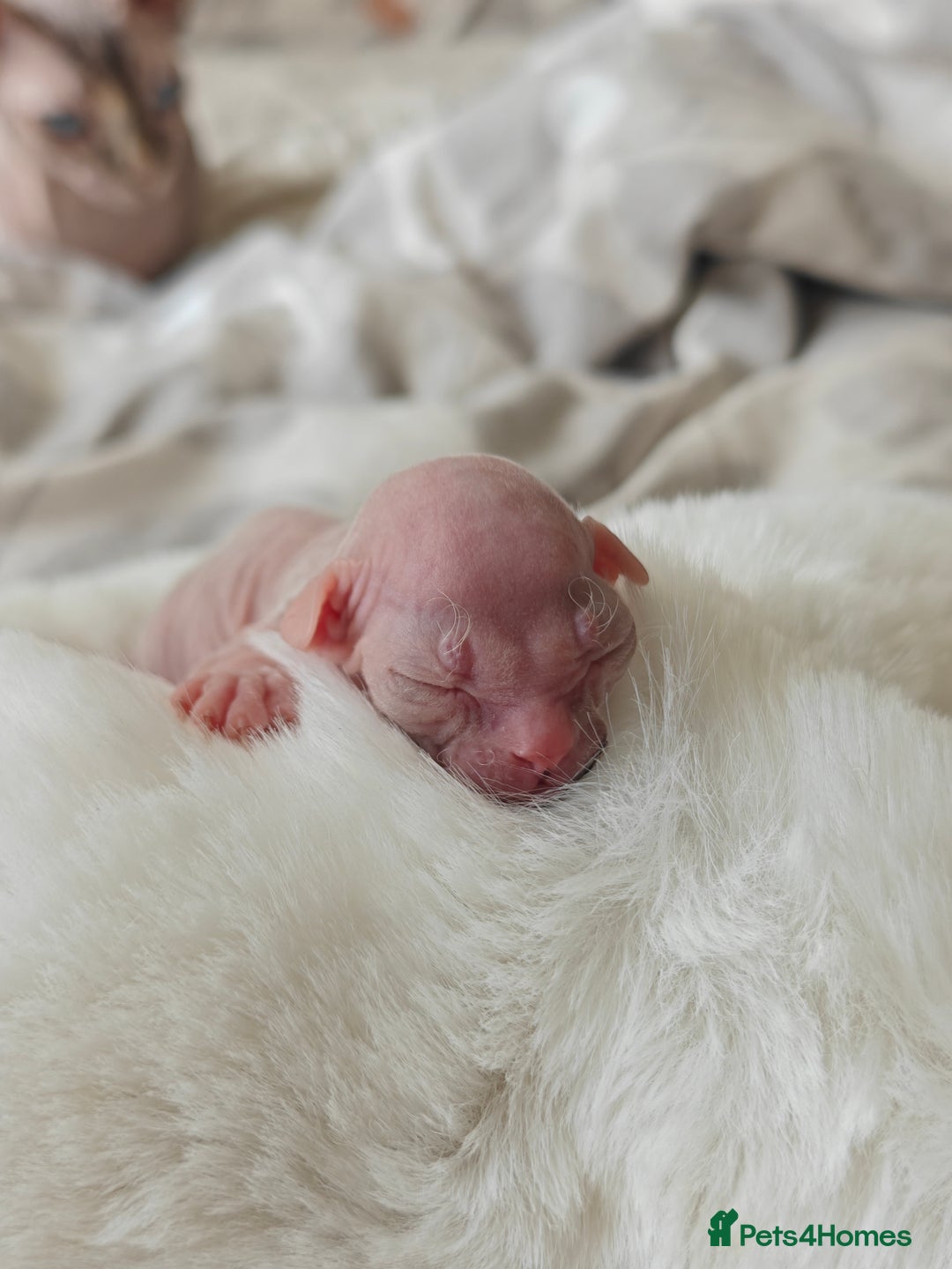Sphynx cats for sale: Pedigree Sphynx Kitten in Bedford - Image 3