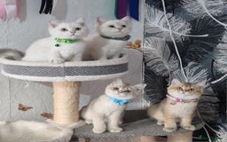 British Shorthair cats for sale: British shorthair kittens Champion parents  - Image 8