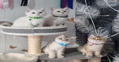 British Shorthair cats - Advert 4