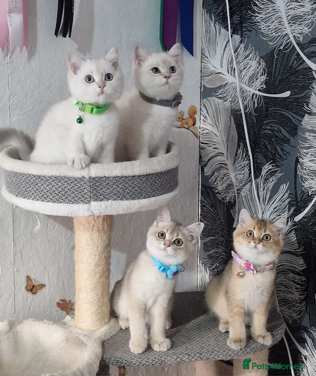 British Shorthair cats for sale: British shorthair kittens Champion parents  - Image 8