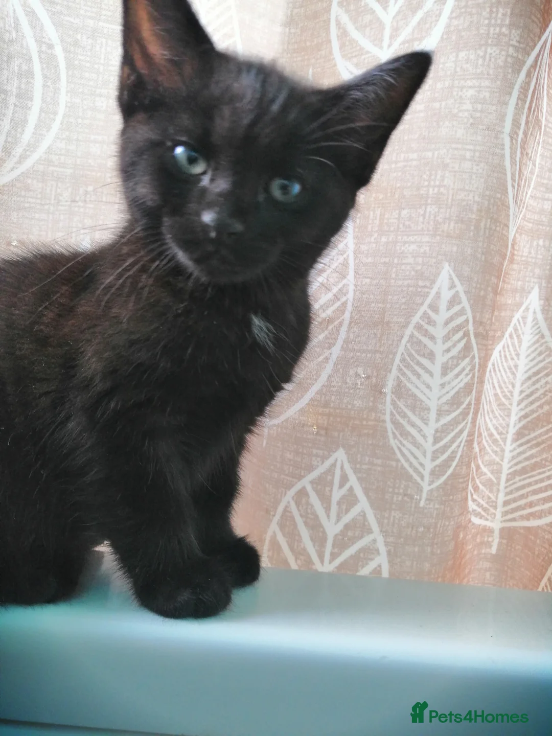 Mixed Breed cats for sale:  Kittens - Advert 2