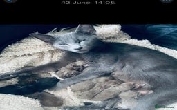 Oriental cats for sale: Oriental X Siamese  - Image 25