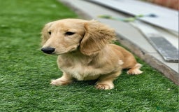 Miniature Dachshund dogs for stud: Beautiful Cream Long Hair for stud in Motherwell - Image 4