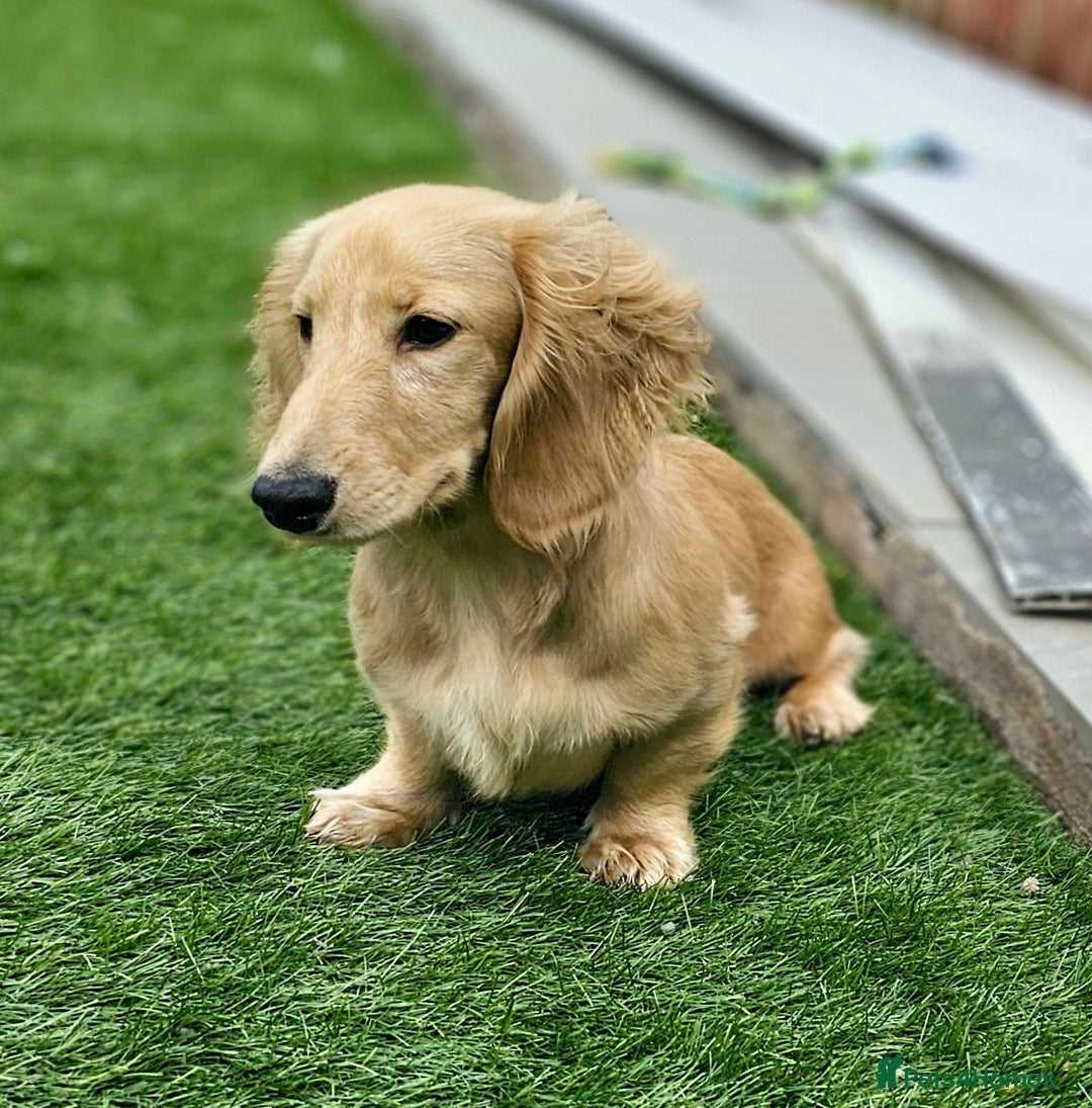 Miniature Dachshund dogs for stud: Beautiful Cream Long Hair for stud in Motherwell - Image 4