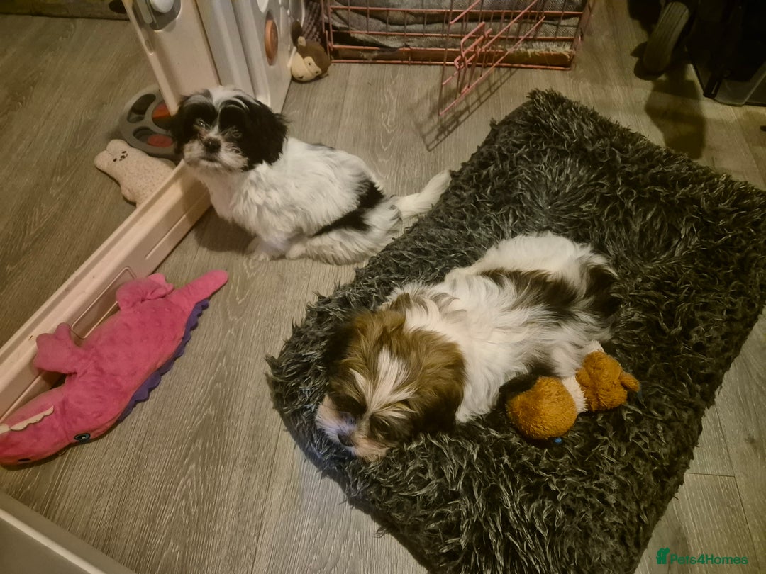 Mixed Breed dogs for sale: 2 adorable Havanse x japanese chin puppies  - Image 11