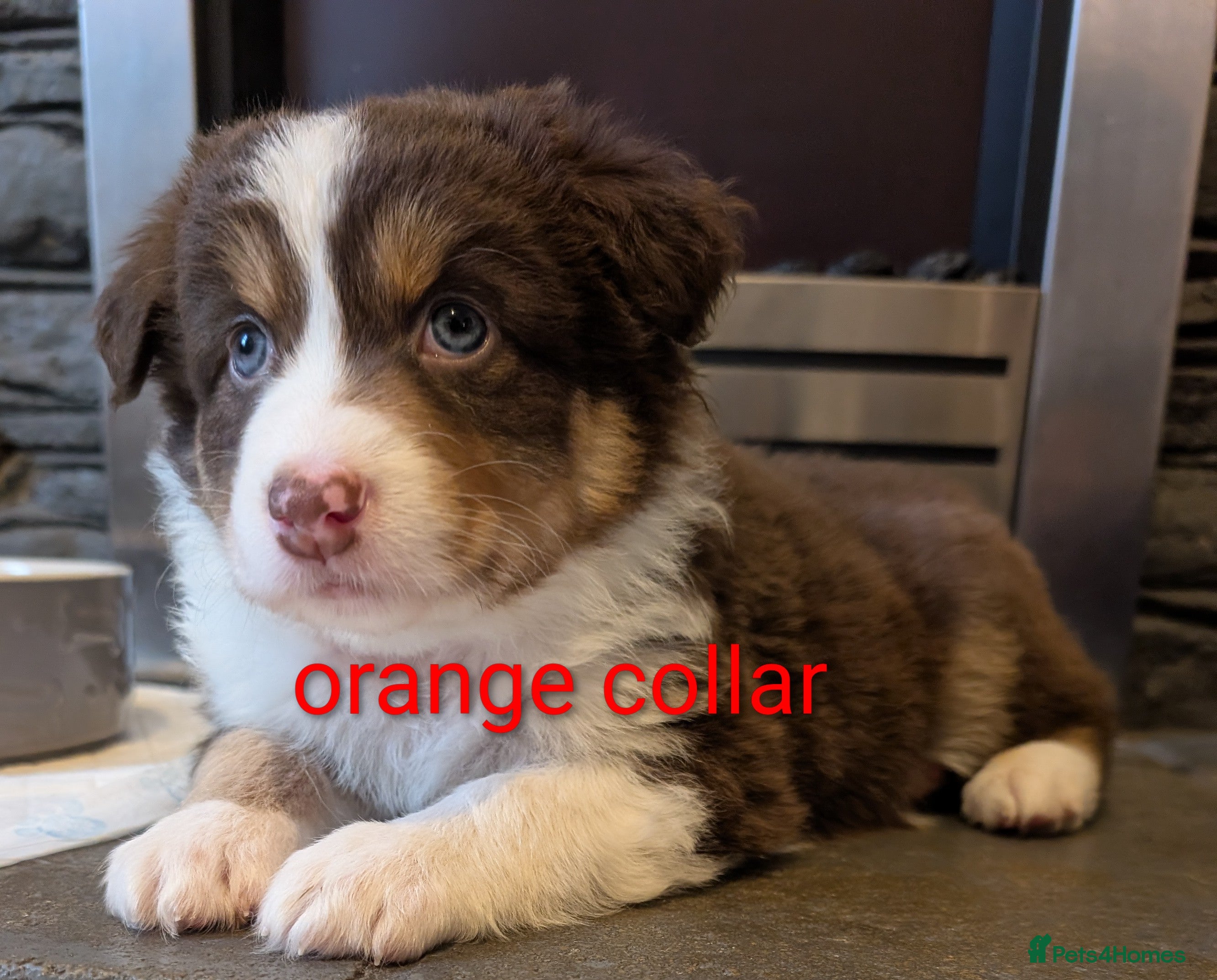 Australian Shepherd dogs Australian shepherd puppies  - Advert 2
